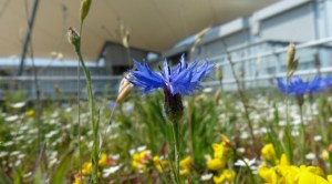 Green roofs 630 x 350