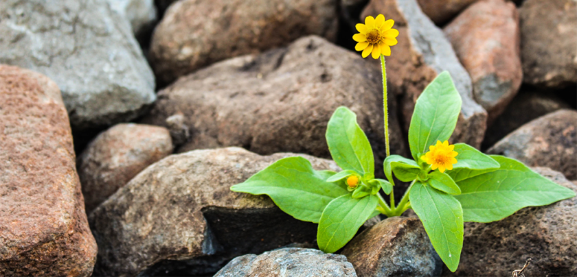 Physics Life - Collaboration